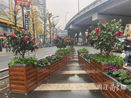 增香添彩進行時 市中區邱家嘴路口換新裝，街頭增亮色城市綠化管理