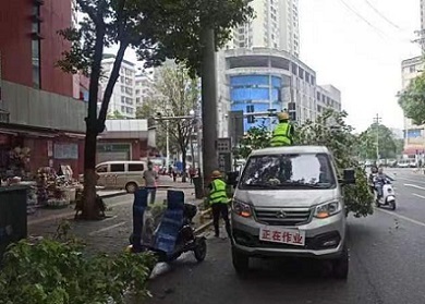 耒陽市城管局 修剪校園周邊綠化樹，守護(hù)安全與綠意同行