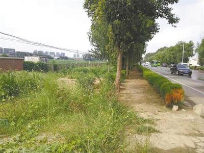 雜草“霸占”馬路邊，如此“綠化”讓人憂——城市綠化管理需精細(xì)化