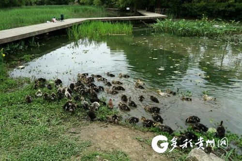 貴陽市城市綠化服務(wù)中心多措并舉，打響福壽螺防治戰(zhàn)
